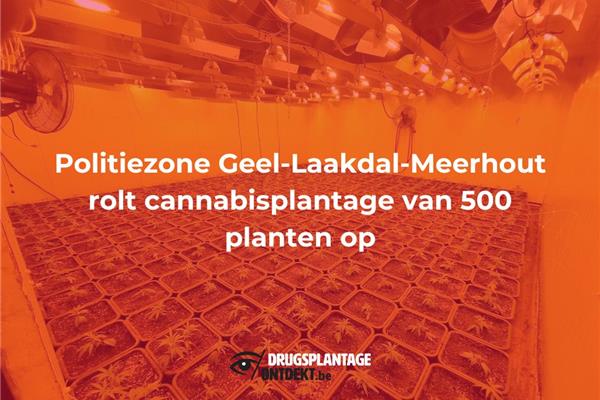 Geel - Politiezone Geel-Laakdal-Meerhout rolt cannabisplantage van 500 planten op
